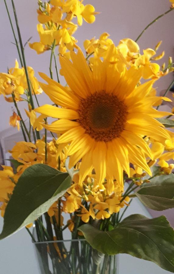 Il Girasole Del Lago Piediluco Exterior foto